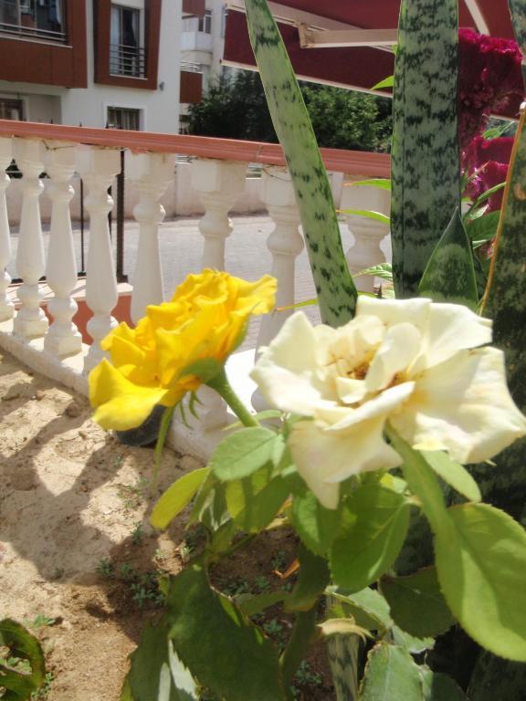 Aloe Apart Hotel Marmaris Zewnętrze zdjęcie