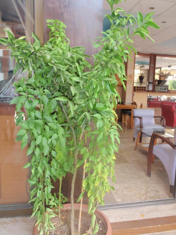 Aloe Apart Hotel Marmaris Zewnętrze zdjęcie